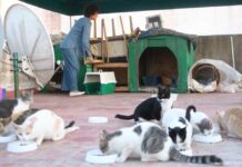 LA SPANA: pour le respect des animaux