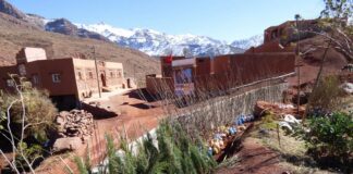 Un arbre dans l’Atlas pour votre anniversaire