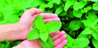 Menthe verte : naanaa en arabe dialectale