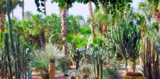 6 hectares de cactus à la porte de Marrakech…