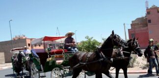 LA SPANA RÉCOMPENSE LES CALECHIERS !