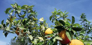 Marrakech capitale mondiale de la fleur d’oranger