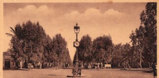 SOS arbres de Marrakech en péril