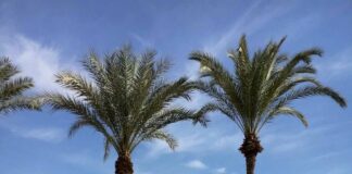 DU NOUVEAU A L’AMANJENA