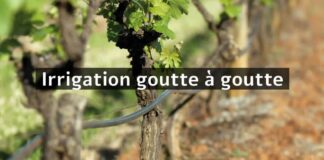 TERRE DE FEMMES, encore une Marrakchie primée !