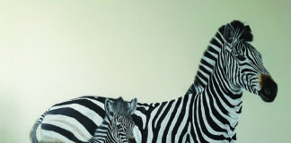 CHILLOUX, LA PASSION SAUVAGE