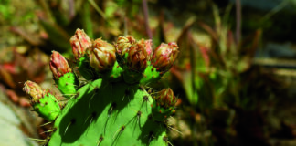 Cactus et plantes aromatiques, l’agriculture durable