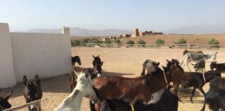 Une retraitée britannique créee un refuge pour les ânes abandonnés