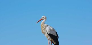 Symboles de PAIX, nos CIGOGNES vont-elles disparaître ?