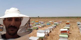 Si les abeilles se meurent…