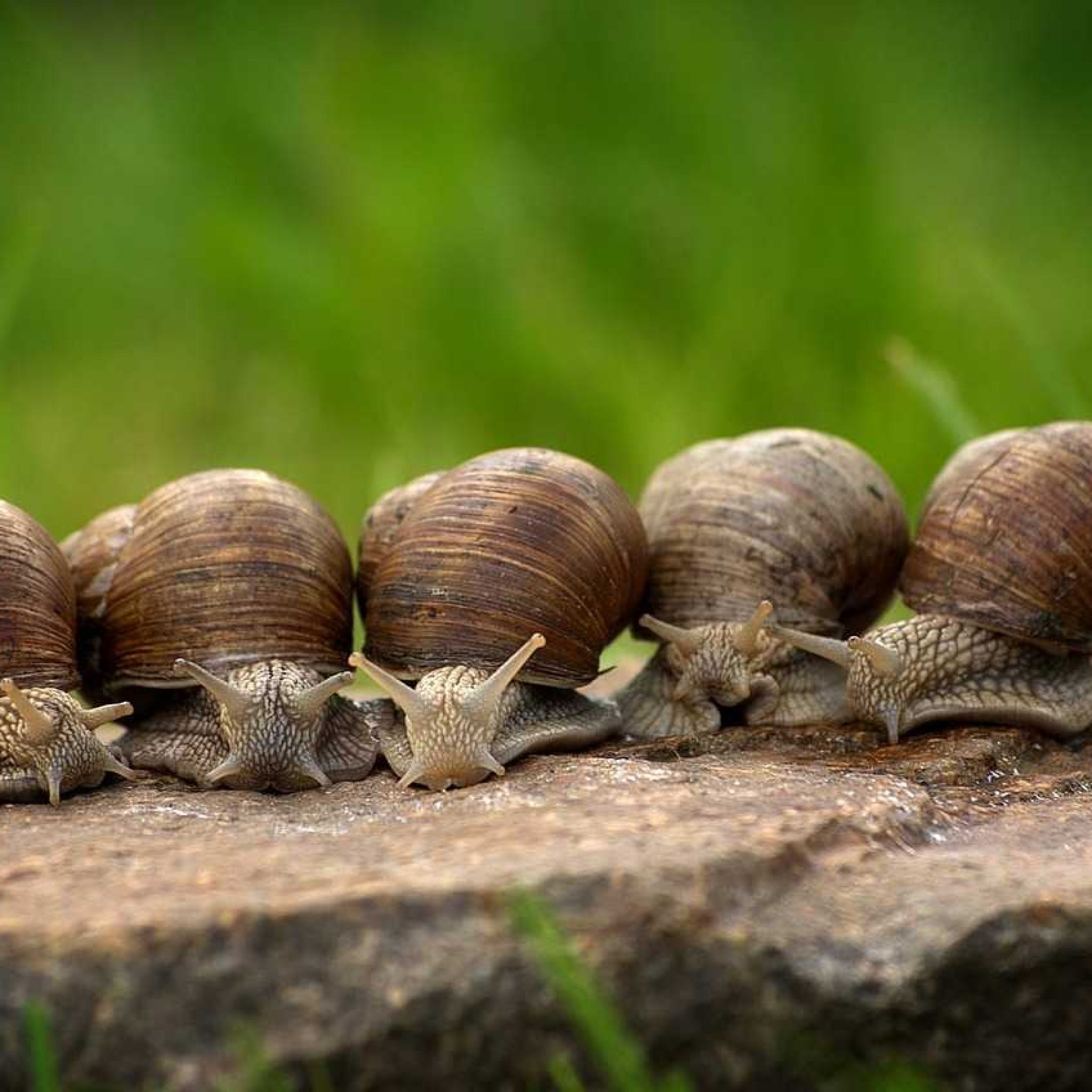 Projets d’escargots avec l’Italie à Marrakech