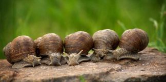 Projets d’escargots avec l’Italie