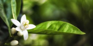 Initiation, dégustation, concert… la fleur d’oranger dans tous ses états