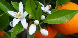 Les Jardins de la Medina fête le printemps !