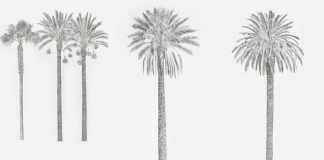 ESSENCE NATURE à la Galerie Siniya28