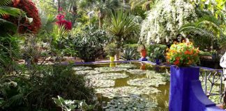 Jardin Majorelle, I’oasis Marrakchi