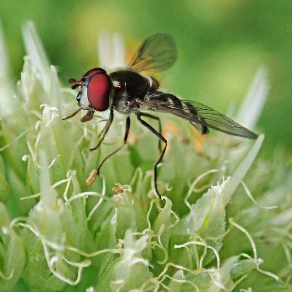 Cet été éloignez les insectes, naturellement, grâce aux plantes à Marrakech