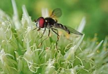 Cet été éloignez les insectes, naturellement, grâce aux plantes