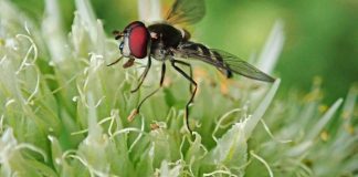 Cet été éloignez les insectes, naturellement, grâce aux plantes