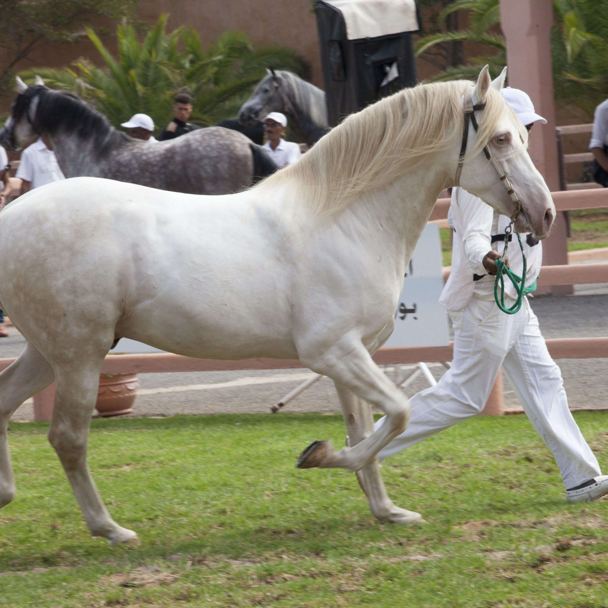 Concours des chevaux Arabe-Barbe à Marrakech