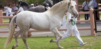 Concours des chevaux Arabe-Barbe