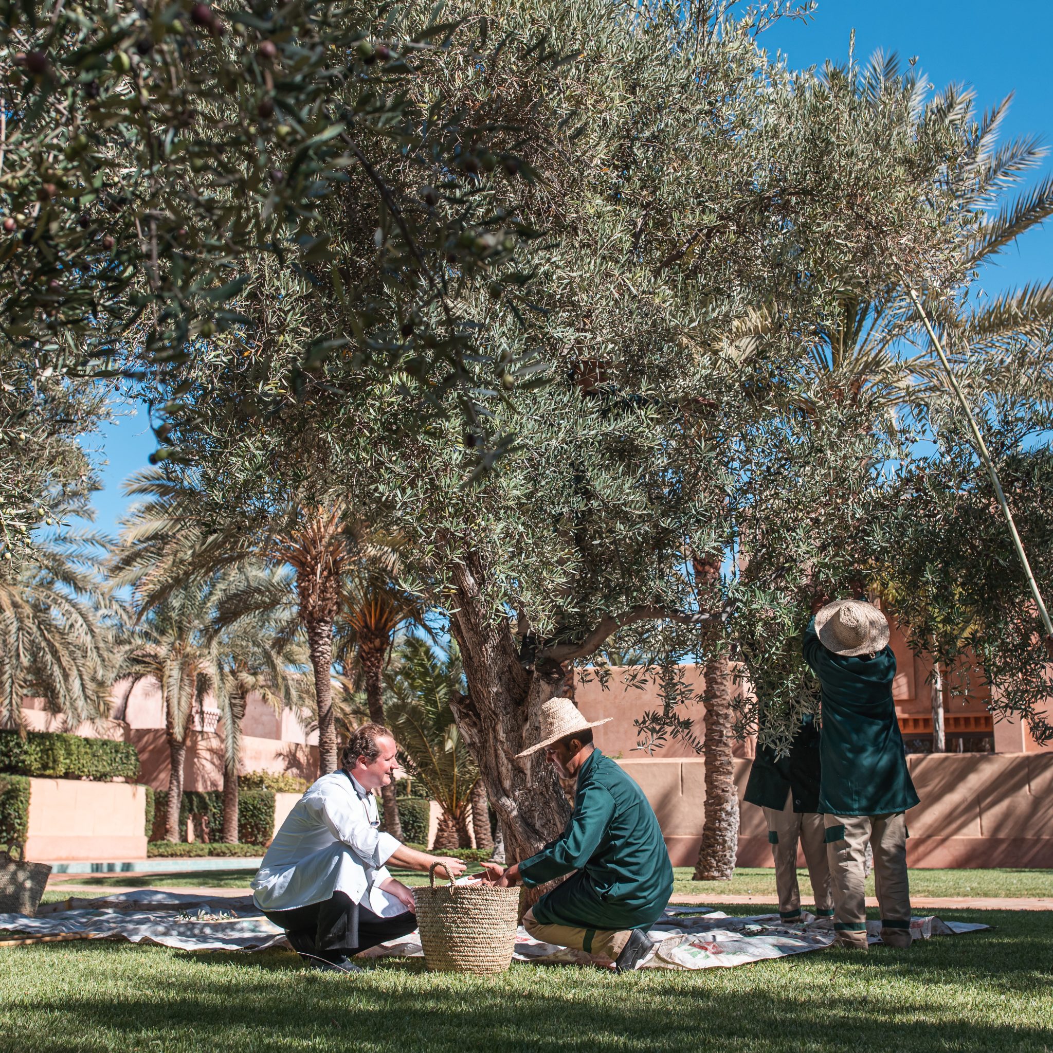 C’est la saison de la récolte des olives à l’Amanjena ! à Marrakech