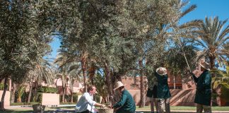 C’est la saison de la récolte des olives à l’Amanjena !