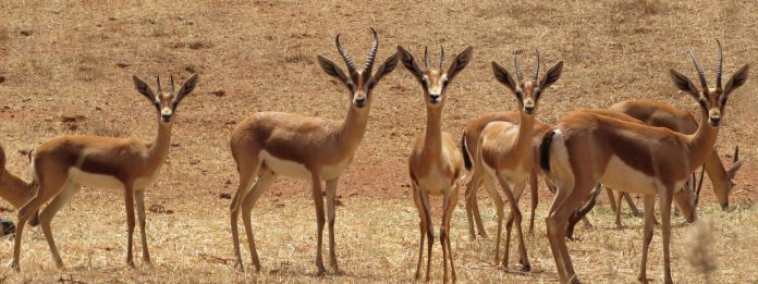 Une exposition dédiée à la faune marocaine au Théâtre Royal