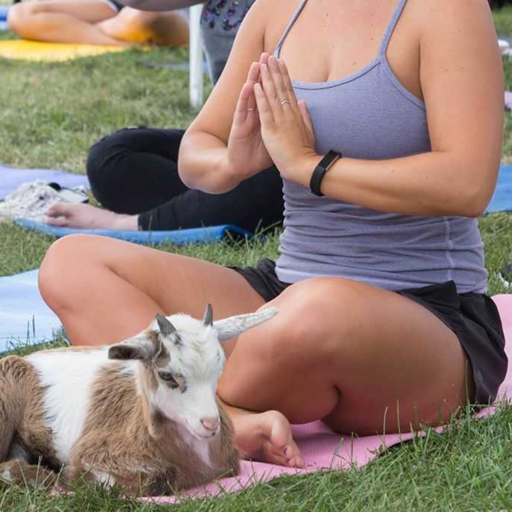 Le “Goat Yoga” en exclusivité au Mandarin Oriental Marrakech