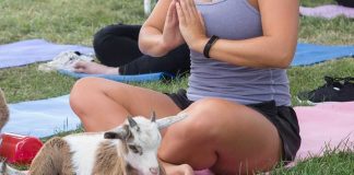 Le “Goat Yoga” en exclusivité au Mandarin Oriental Marrakech