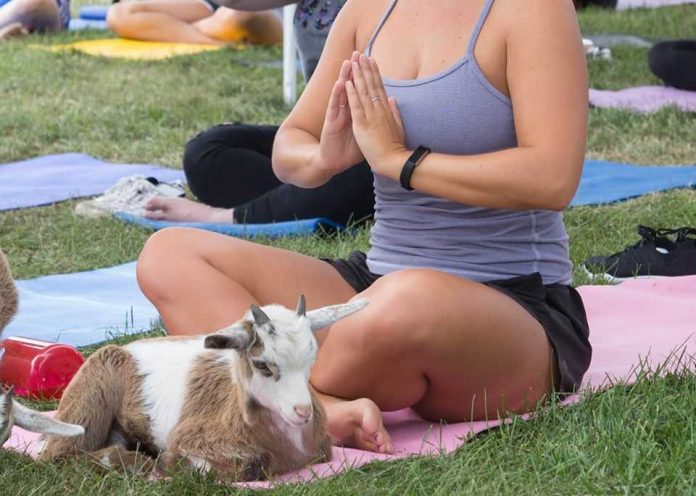Le “Goat Yoga” en exclusivité au Mandarin Oriental Marrakech