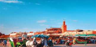 Les calèches de Marrakech ont besoin de vous !