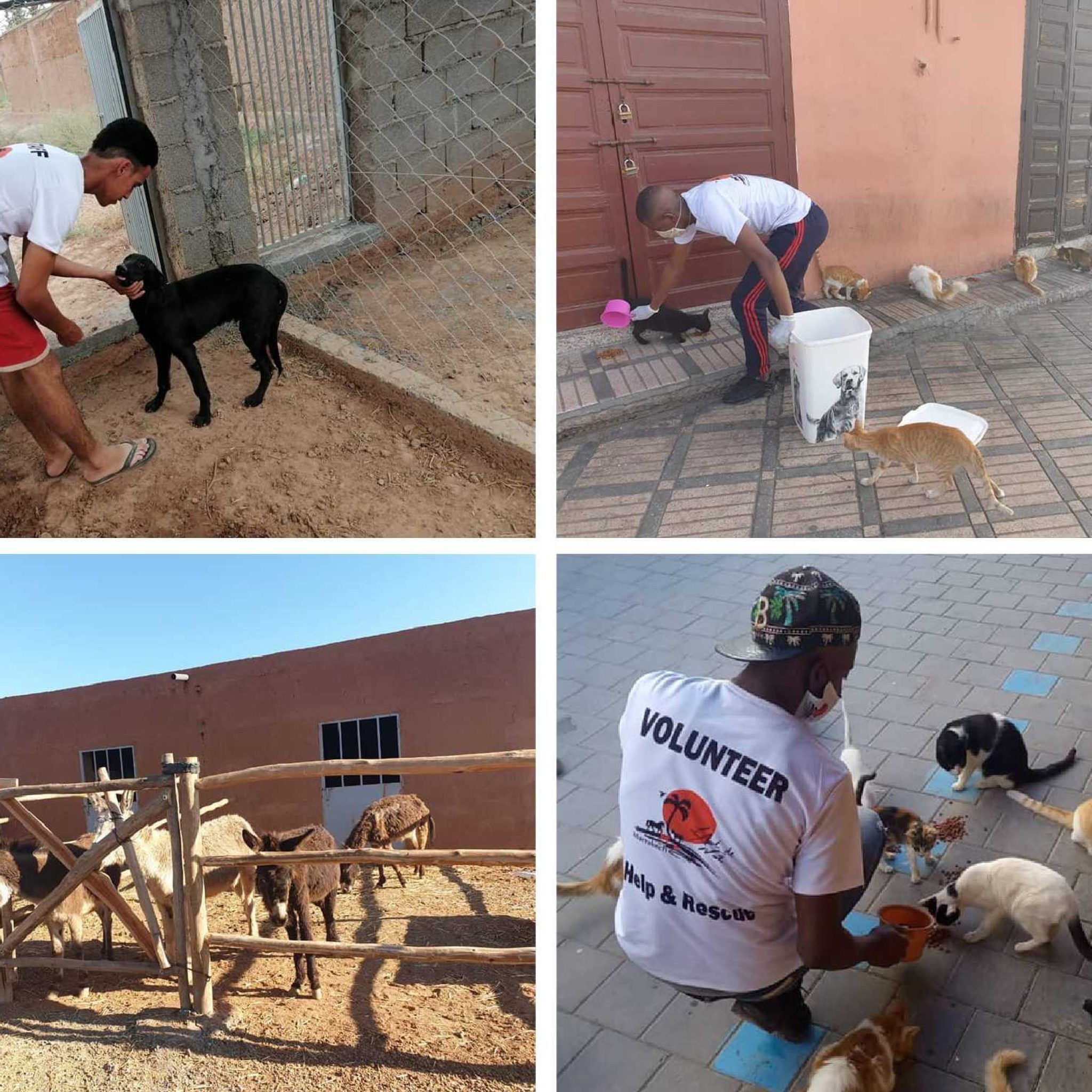 L’Arche de Noé : Une association à la rescousse des animaux à Marrakech