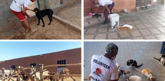 L’Arche de Noé : Une association à la rescousse des animaux