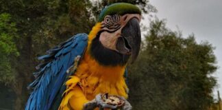 LA PERLE AUX OISEAUX refuge animalier de Marrakech La perle aux oiseaux