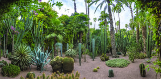 LE JARDIN MAJORELLE fête ses cent ans Le Jardin Majorelle