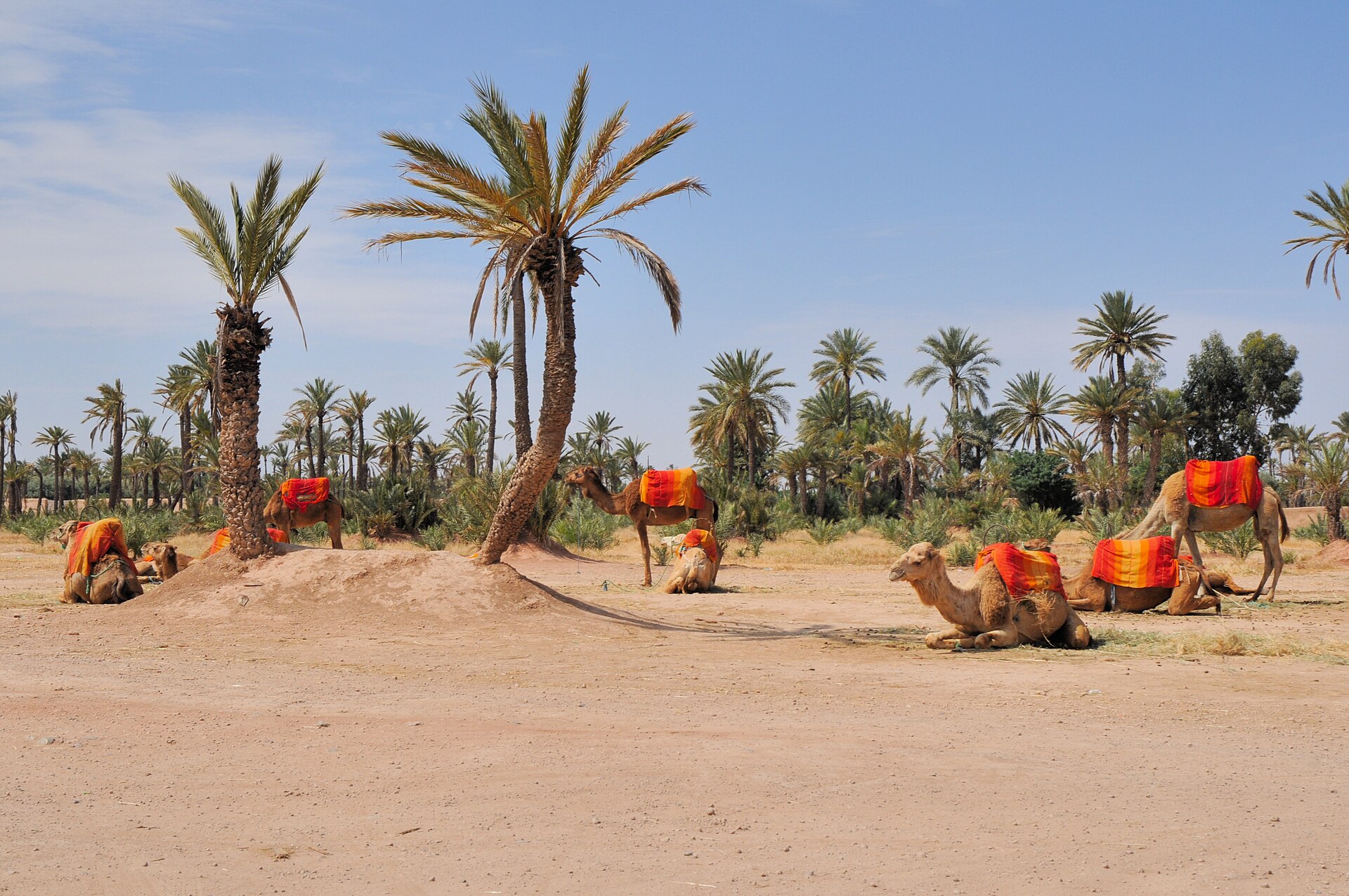 Palmiers de la Palmeraie de Marrakech