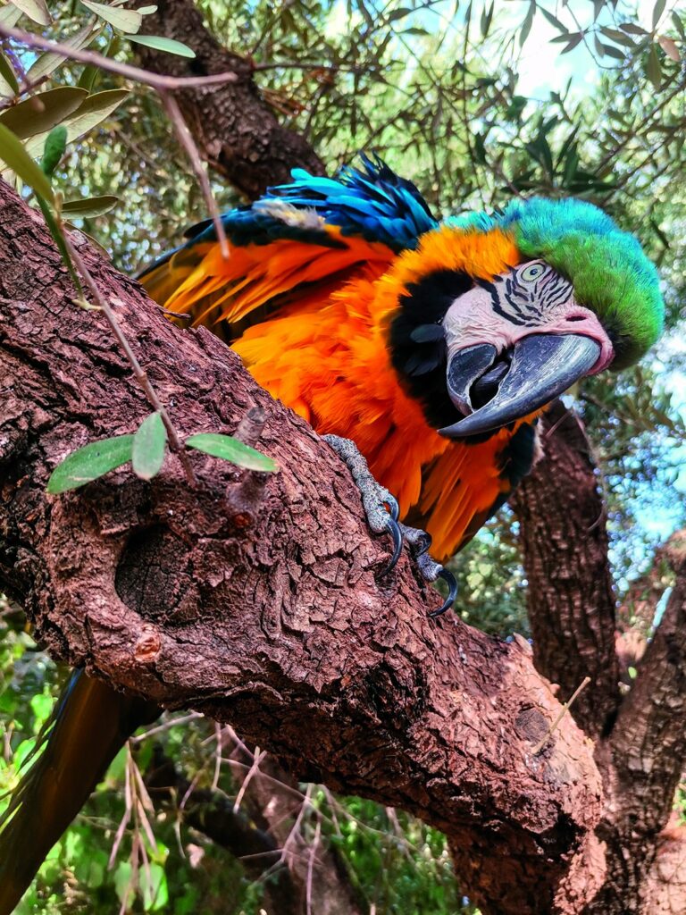 Perroquet au refuge La Perle aux Oiseaux, près de Marrakech